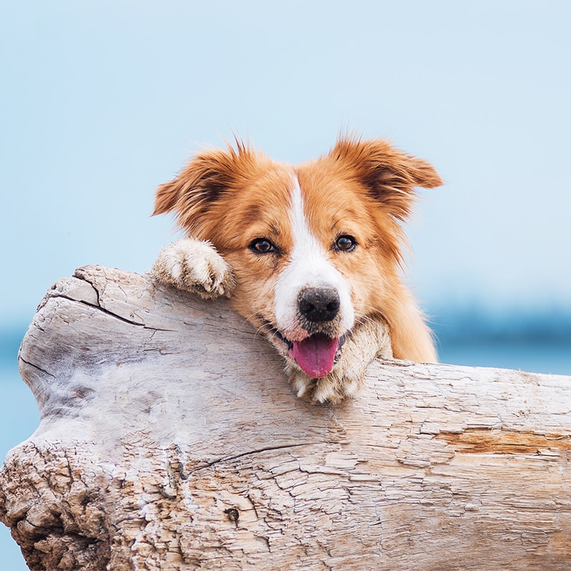 Nasser Hund lehnt frech über Baumstamm nach Abkühlung im Titisee, der Strand ist nur 3 Minuten von der Titisee-Ferienwohnung im Gästehaus entfernt